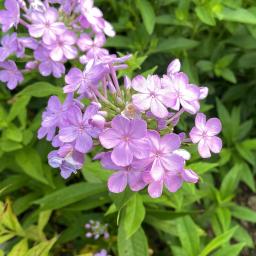 Phlox paniculata 'David's Lavender' flowers