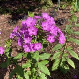 Phlox paniculata 'High and Mighty' flowers