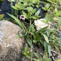 Phyla nodiflora flowering habit