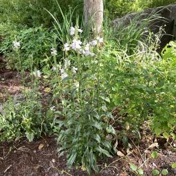 Physostegia virginiana flowering habit