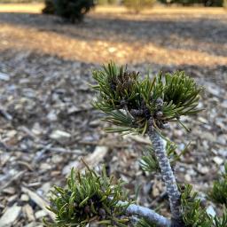 Pinus mugo 'Cranberry Candles' foliage