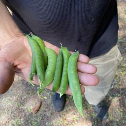 Pisum sativum 'Green Arrow' fruit