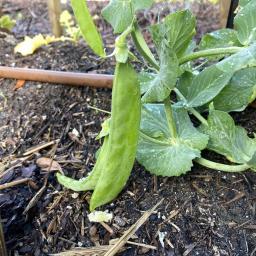 Pisum sativum 'Oregon Giant' fruit