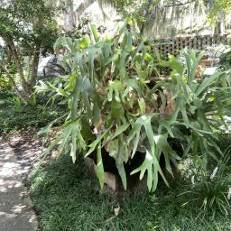 Platycerium bifurcatum habit