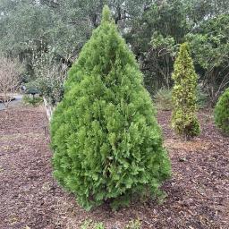 Platycladus orientalis 'Aurea Nana' habit