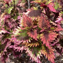 Plectranthus scutellarioides 'Barracuda' (Under The Sea®) foliage