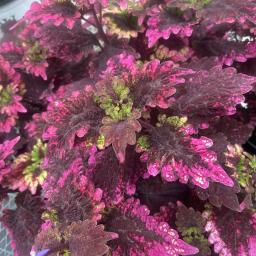 Plectranthus scutellarioides 'Florida Sun Rose' foliage