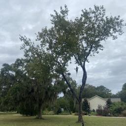 Populus deltoides habit