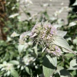 Pycnanthemum incanum flowers