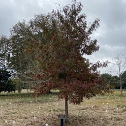 Quercus coccinea habit