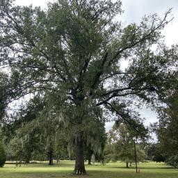 Quercus hemisphaerica habit