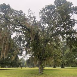 Quercus marilandica habit