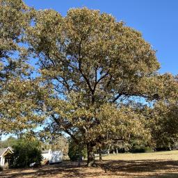 Quercus pagoda habit