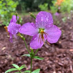 Rhexia nashii flower