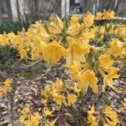 Rhododendron 'Admiral Semmes' flowers