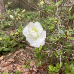 Rhododendron 'Hardy Gardenia' (L-30) flower