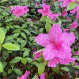 Rhododendron 'Judge Solomon' flower