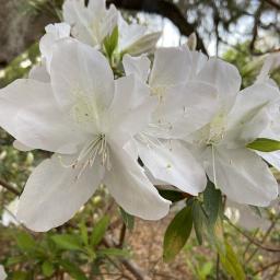 Rhododendron 'Mrs. G. G. Gerbing' flowers