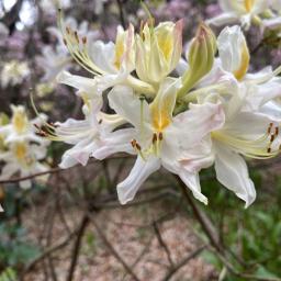 Rhododendron × 'High Tide' flower