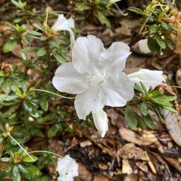 Rhododendron × 'RLH1-3P3' (Bloom-A-Thon® White) flower