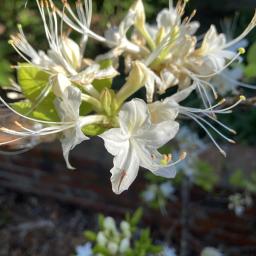 Rhododendron alabamense flower