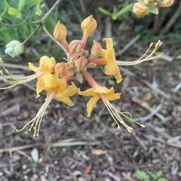 Rhododendron austrinum flower