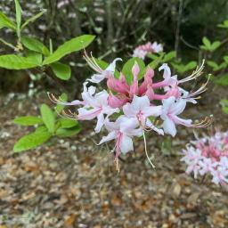 Rhododendron canescens 'Varnadoes Phlox Pink' flower