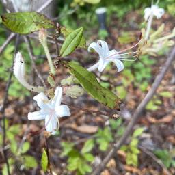 Rhododendron viscosum var. serrulatum flowers