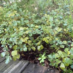 Rhus aromatica 'Gro-Low' habit