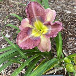 Hemerocallis 'Rhythm of Love' flower