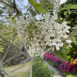 Robinia pseudoacacia flowers