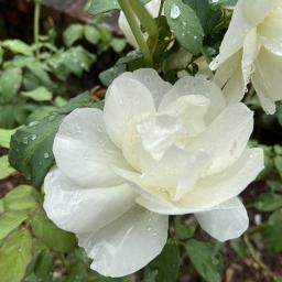 Rosa 'AUSrelate' (Lichfield Angel) flower