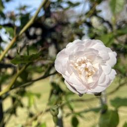 Rosa 'Blush Noisette' flower