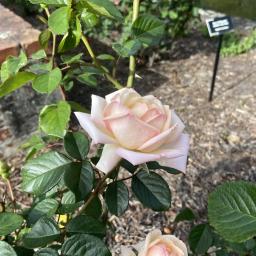 Rosa 'COCquiriam' (White Gold) flower