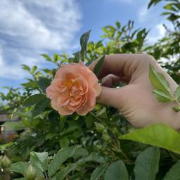 Rosa 'Ghislaine de Féligonde' flower