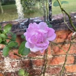 Rosa 'KORcentrex' (Jasmina™ Arborose®) flower