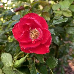 Rosa 'KORschwill' (Black Forest™) flower