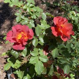 Rosa 'WEKcobeju' (Cinco De Mayo™) flower