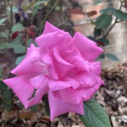 Rosa 'Zéphirine Drouhin' flower