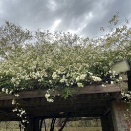 Rosa banksiae var. banksiae flowering habit