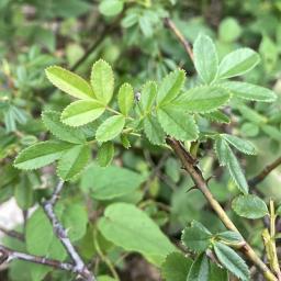 Rosa carolina foliage