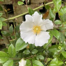 Rosa laevigata flower