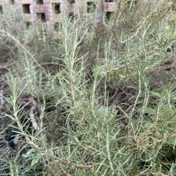 Rosmarinus officinalis var. angustifolius foliage