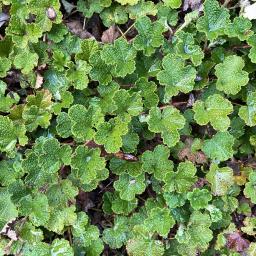 Rubus hayata-koidzumii foliage