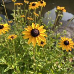 Rudbeckia fulgida var. fulgida flower