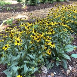 Rudbeckia fulgida var. sullivantii 'Little Goldstar' flowering habit