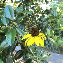 Rudbeckia maxima flower