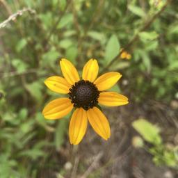 Rudbeckia triloba flower