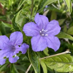 Ruellia caroliniensis flowers