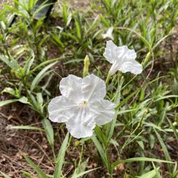 Ruellia simplex 'R10-108' (Mayan™ White) flowers